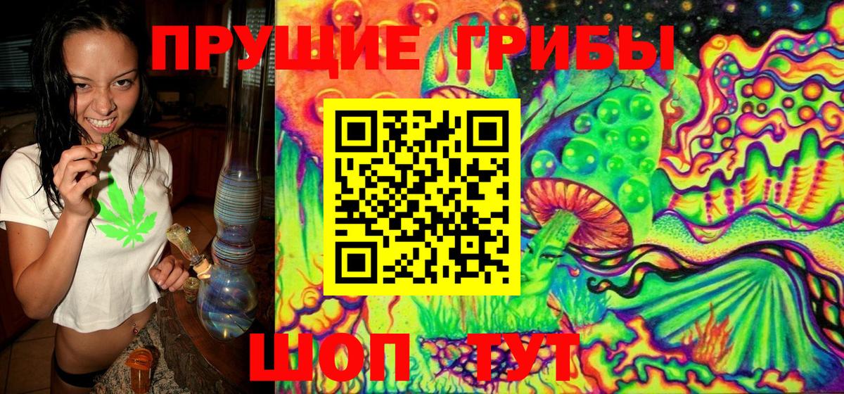 Псилоцибиновые грибы Psilocybe Сыктывкар